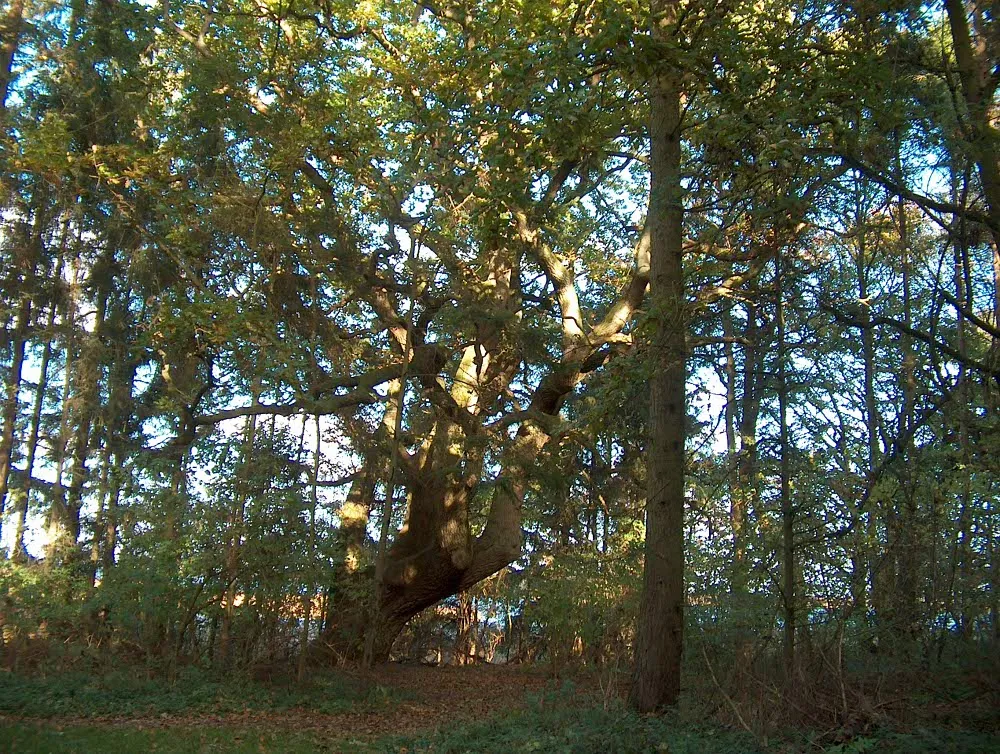 Foto aus Geltinger Birk