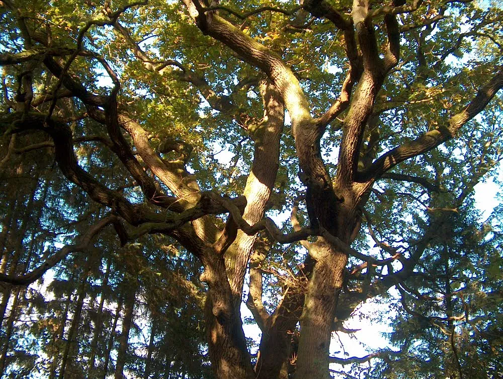 Foto aus Geltinger Birk