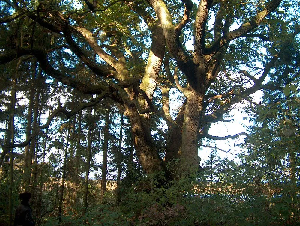 Foto aus Geltinger Birk