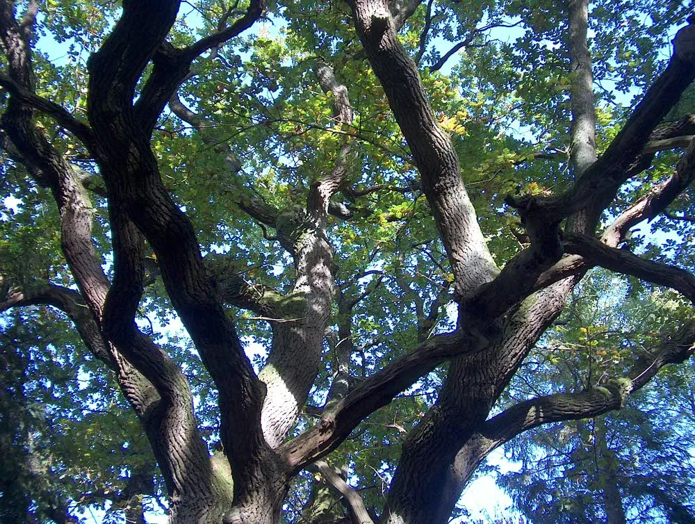 Foto aus Geltinger Birk